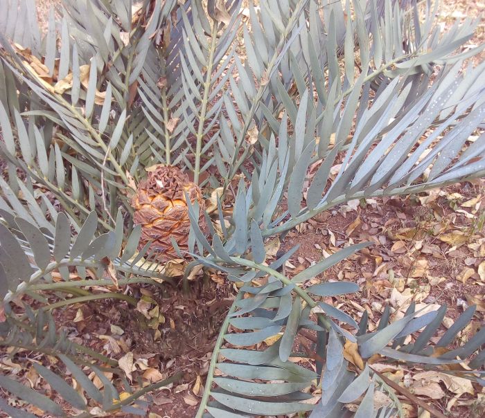 Encephalartos nubimontanus, mature female cone.