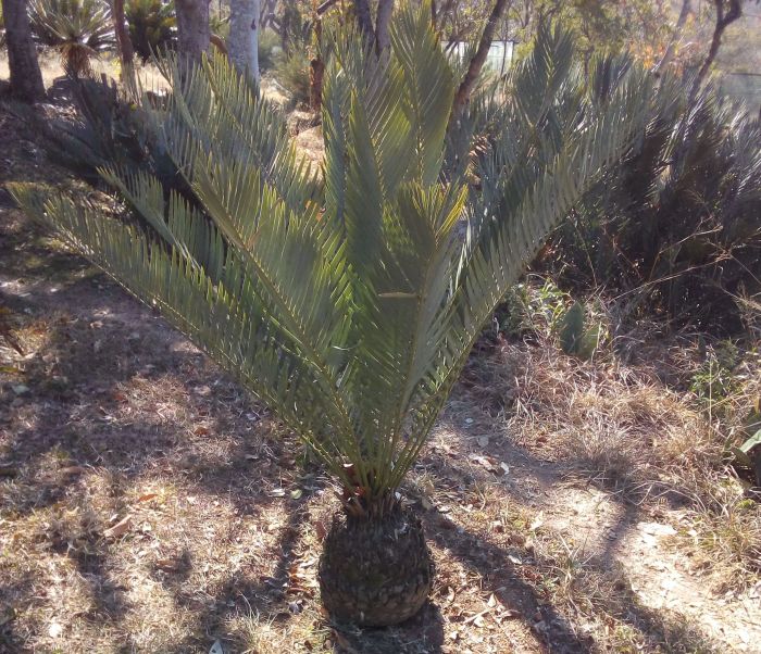 Encephalartos nubimontanus, growing in the Lowveld NBG.