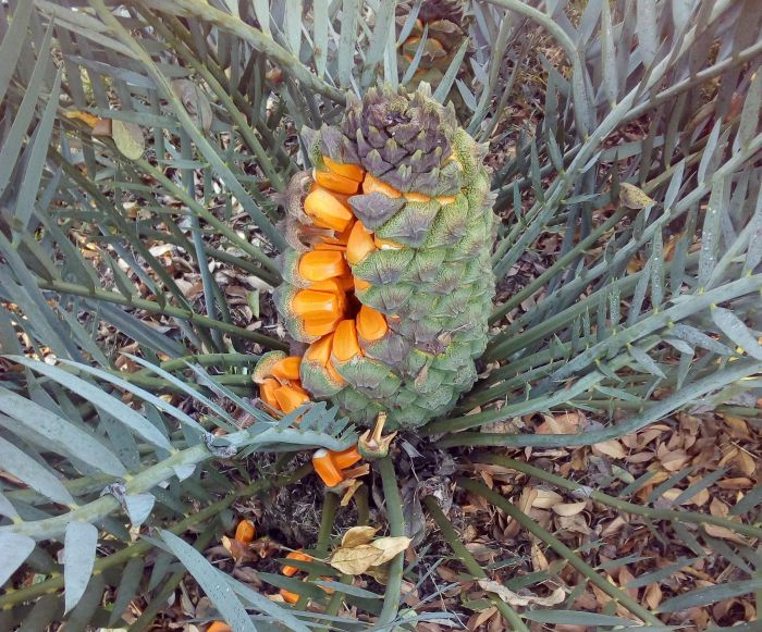 Encephalartos nubimontanus, mature female cone with seeds.