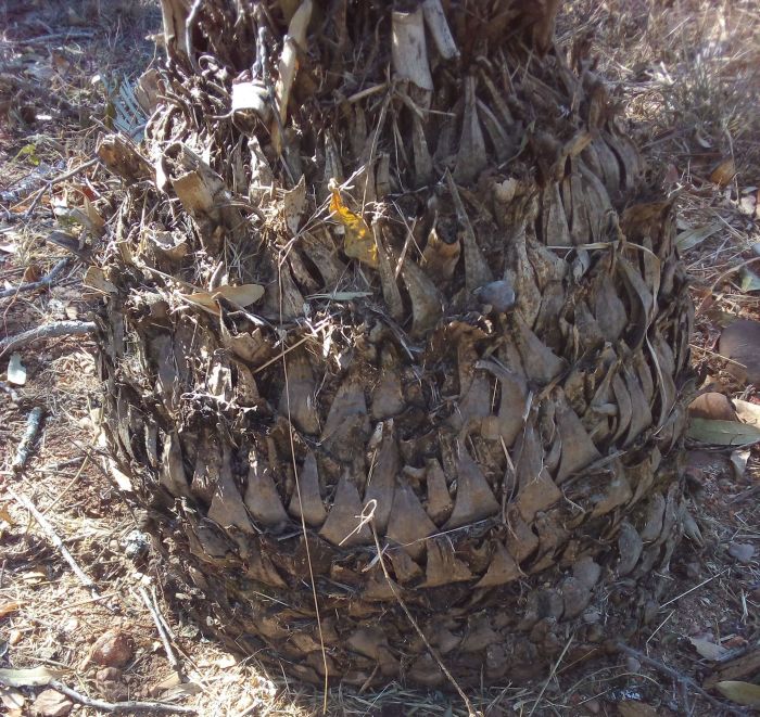 Encephalartos nubimontanus, stem.