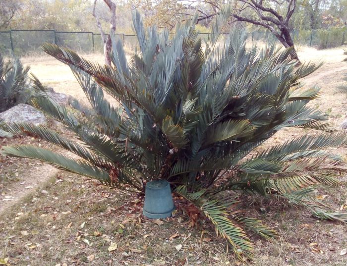 Encephalartos nubimontanus, plant with offsets, Lowveld NBG.