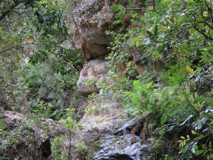 Crassula cremnophila in its riverine cliff habitat. Note the Cunnonia capensis trees in the foreground. Eastern Baviaanskloof.