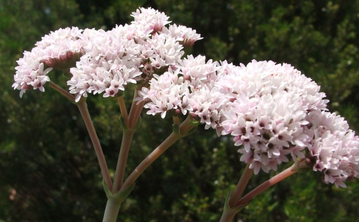 Close-up of the flowers of Crassula cremnophila in cultivation at Kirstenbosch National Botanical Garden.