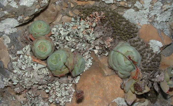 Crassula cremnophila among lichen (Parmelia sp.) and moss. Note the old dried inflorescence.