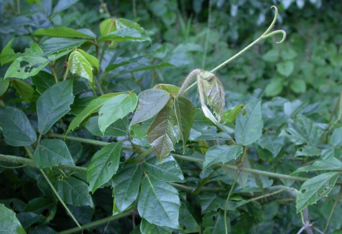 Rhoicissus rhomboidea (Photo Alice Notten)