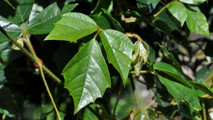 Rhoicissus rhomboidea (Photo Alice Notten)