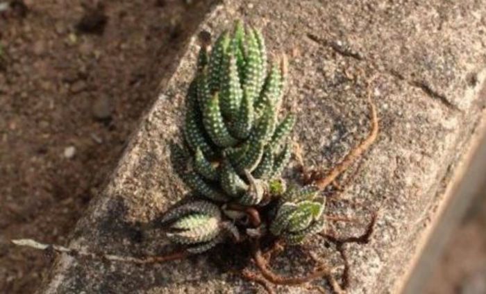 Haworthiopsis reinwardtii, uprooted plant with offsets.