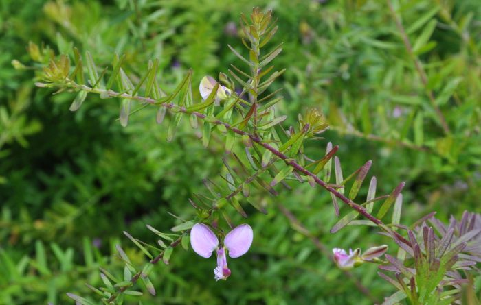 Polygala gazensis 