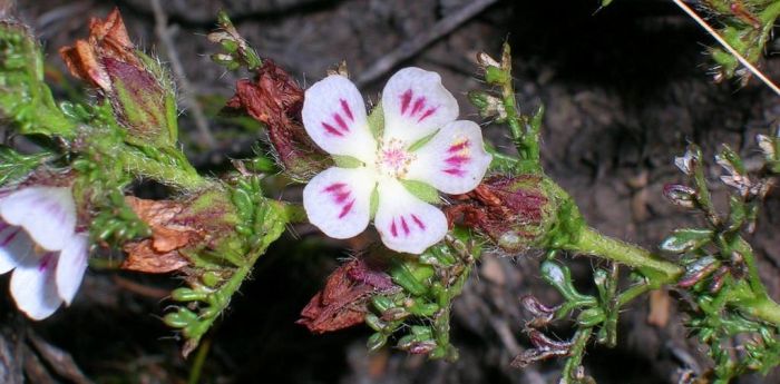 The white to light pink flowers, mostly marked with dark pink lines in the middle, of Anisodontea dissecta. (Photo by Nick Helme) 