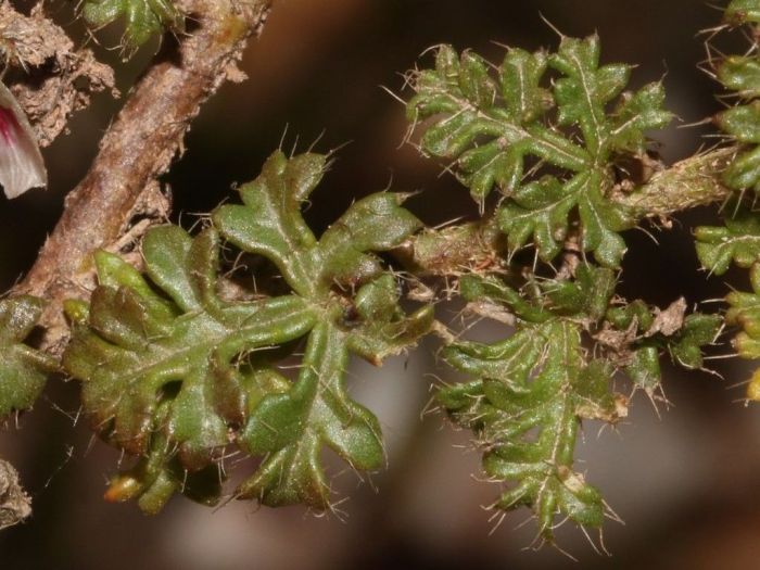 The small, ovate, roughly hairy and deeply 2-palmatisect leaves of Anisodontea dissecta. (Photo by Brian du Preez)