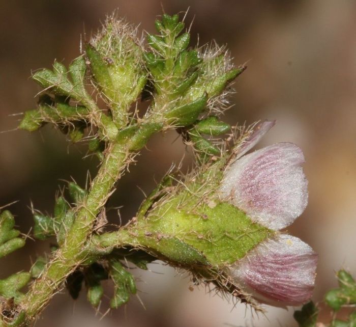 The solitary flowerheads in the upper axils of Anisodontea dissecta. (Photo by Brian du Preez)