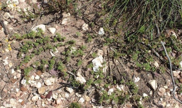 The sprawling habit of Anisodontea dissecta. (Photo by Brian du Preez)