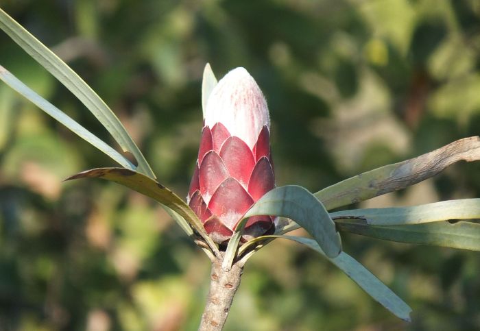 Protea curvata, flowerhead. (Photo Kevin Balkwill)