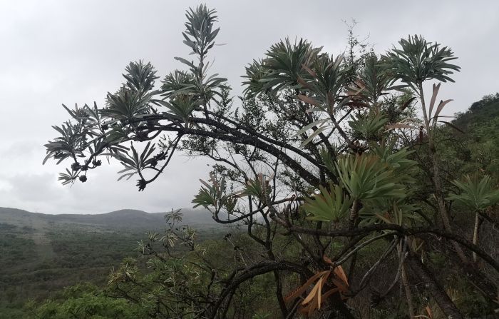 Protea curvata, in habitat.