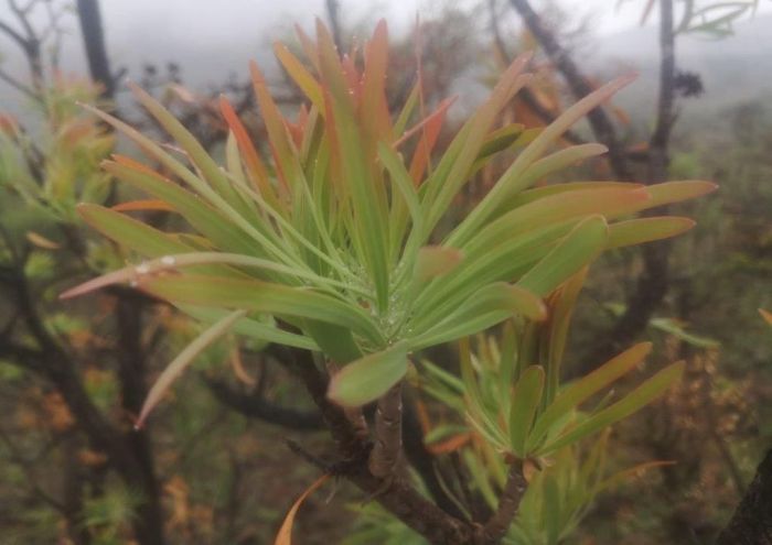 Protea curvata, new growth.