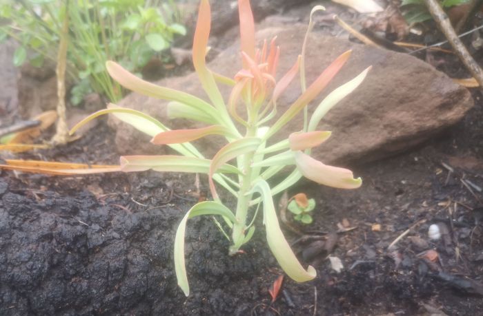 Protea curvata, resprouting after a burn.