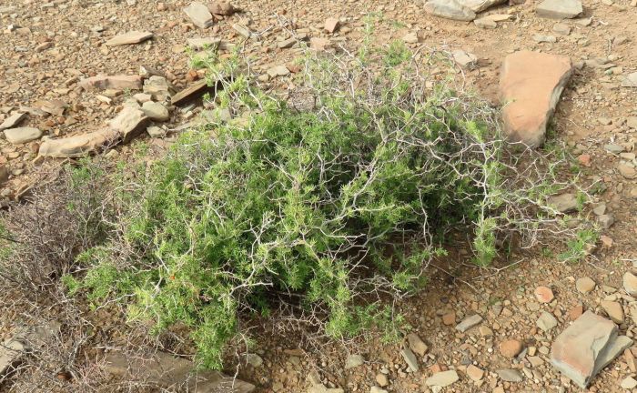 Asparagus retrofractus in habitat. (Photo Gigi Laidler)