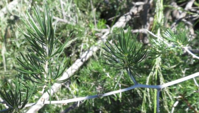 Asparagus retrofractus. (Photo Dominic Henry)