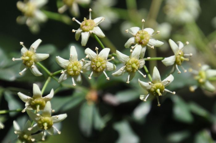 Putterlickia pyracantha flowers. (Photo Alice Notten)