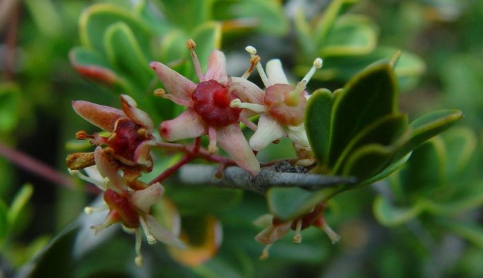 Putterlickia pyracantha flowers reddening with age. (Photo Geoff Nichols)