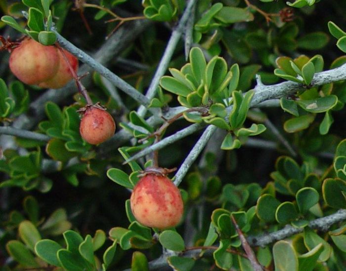 Putterlickia pyracantha fruits. (Photo Geoff Nichols)