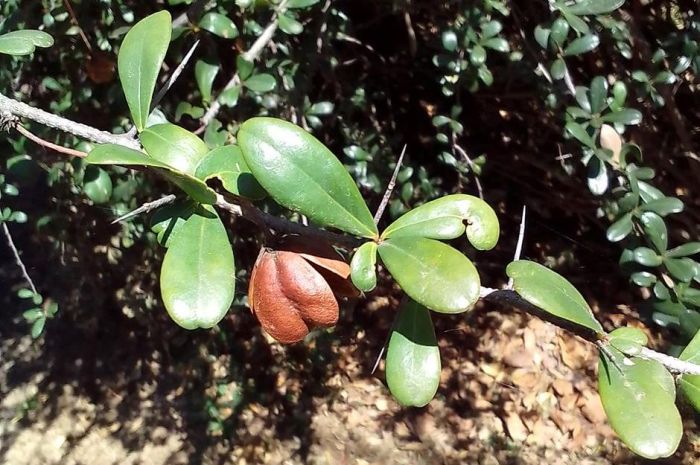 Putterlickia pyracantha fruits. (Photo Sephatle Evans Molekoa)