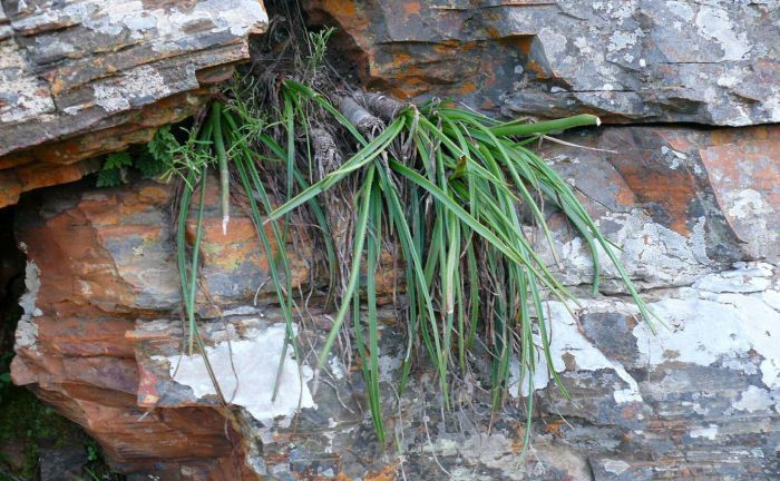 A cluster of Aloe andersonii growing in sandstone crevices, drooping from the cliffs.