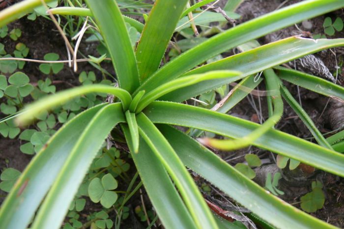 Aloe andersonii, rosette of leaves.