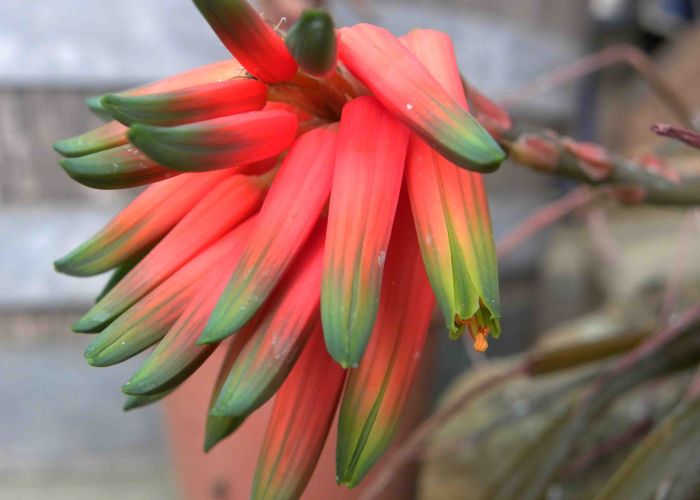 Aloe andersonii, close-up of the flower. (Photo Philip Nel)