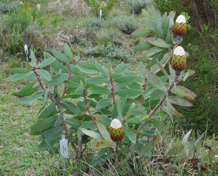 Protea inopina, growing in Kirstenbosch NBG.