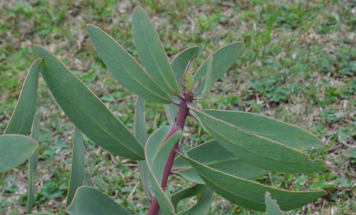 Protea inopina, leaves.