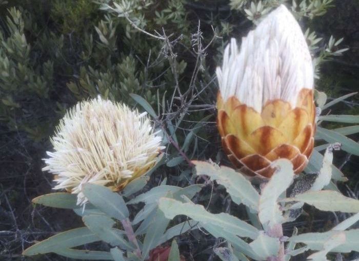 Protea inopina, flowerheads fully open and starting to open. 