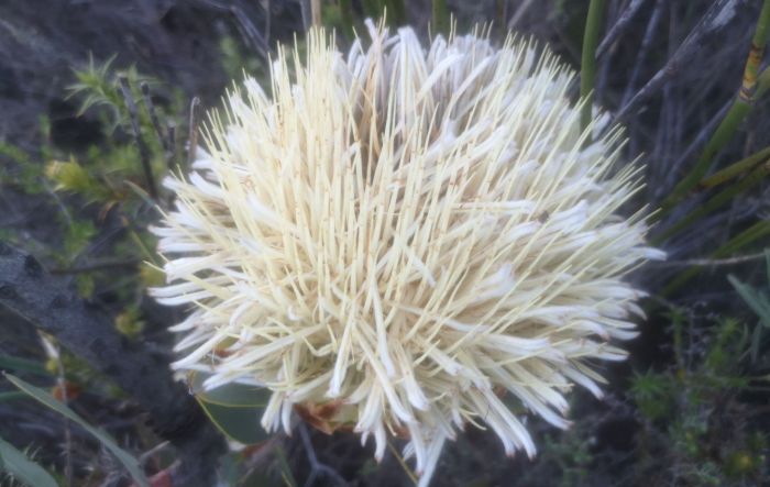 Protea inopina, flowers.