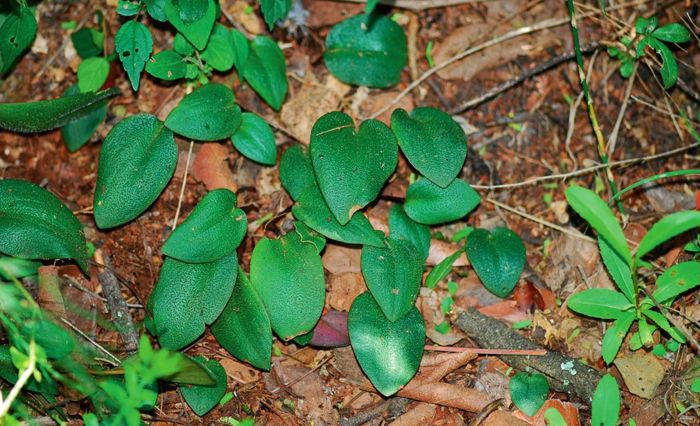 Ledebouria loskopica, growing in habitat.