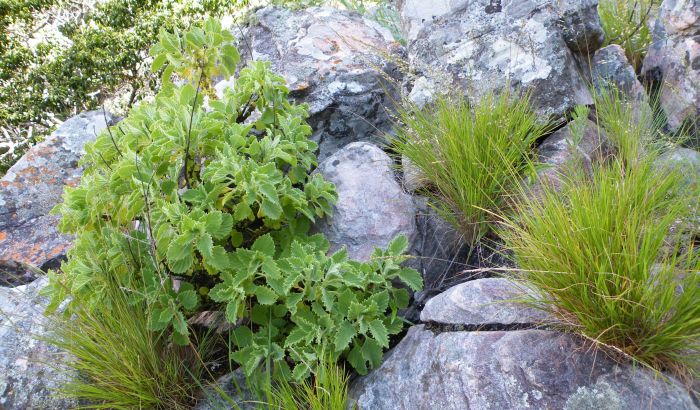 A mature plant of Aeollanthus rydingianus growing at Zootec in January 2009.