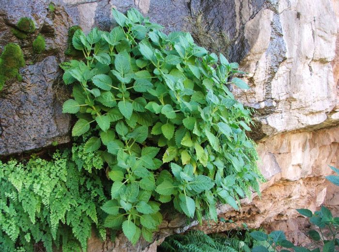 Aeollanthus rydingianus, in habitat on the cliff at Omavanda, in summer.