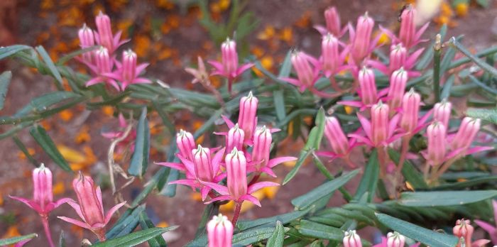 Flowers and leaves of Microloma sagittatum (Photo Shireen Harris)