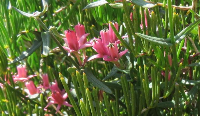 Flowers and leaves of Microloma sagittatum (Photo Shireen Harris)