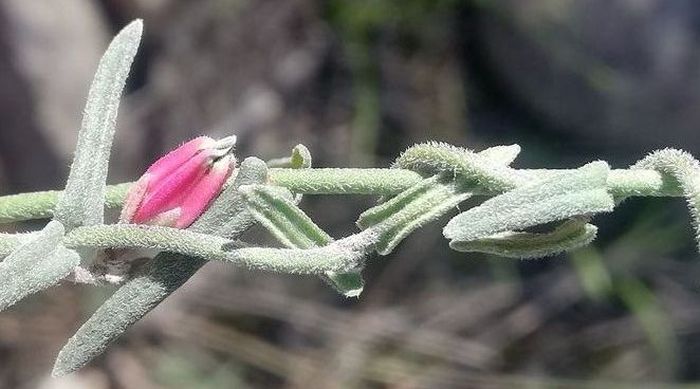 Minute hairs on the stem and leaves of Microloma sagittatum (Photo Steven Molteno)