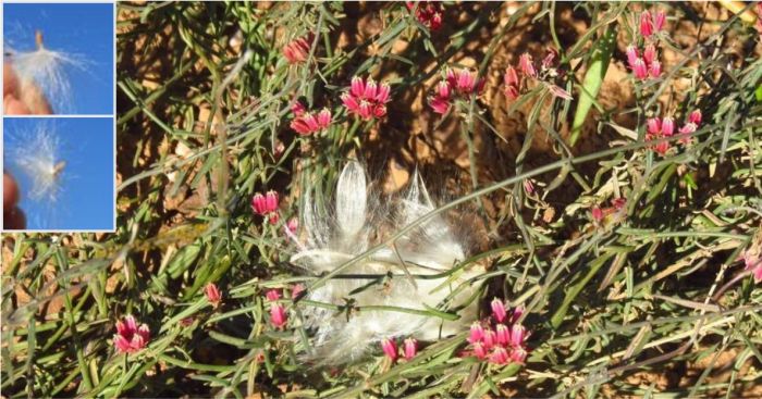 Fruit with seeds of Microloma sagittatum (Photo Marion Maclean)