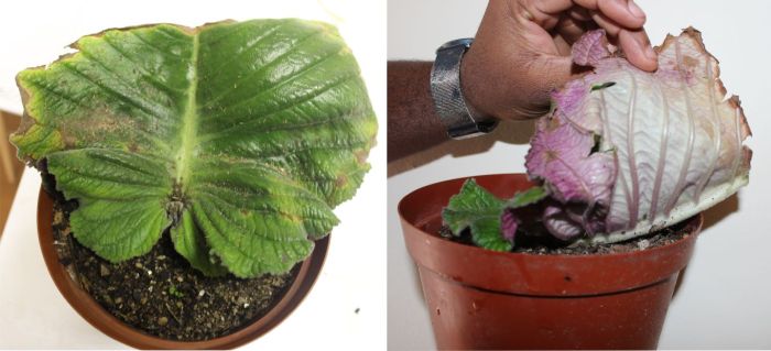 Streptocarpus molweniensis