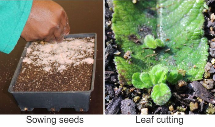 Streptocarpus molweniensis, propagation.