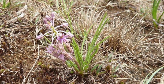 Ledebouria leptophylla, in habitat, Kaapsehoop.