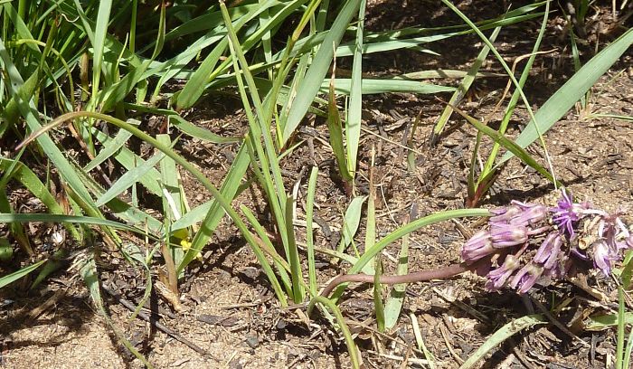 Ledebouria leptophylla, in habitat, Kaapsehoop.