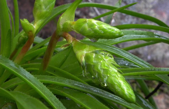 The young inflorescence of Aloe condyae. Note the protective large bracts. (Photo Philip Nel)