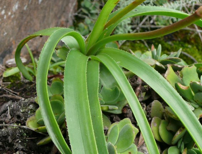 A close-up of the rosette of Aloe condyae. Note the small marginal teeth and Crassula swaziensis growing on the same ledge. 