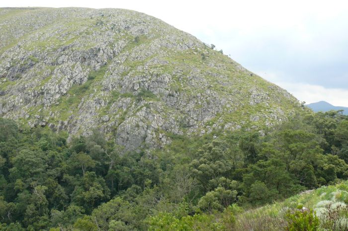 The cliff habitat of Aloe condyae, with Afromontane forest below, south of Barberton, Mpumalanga.