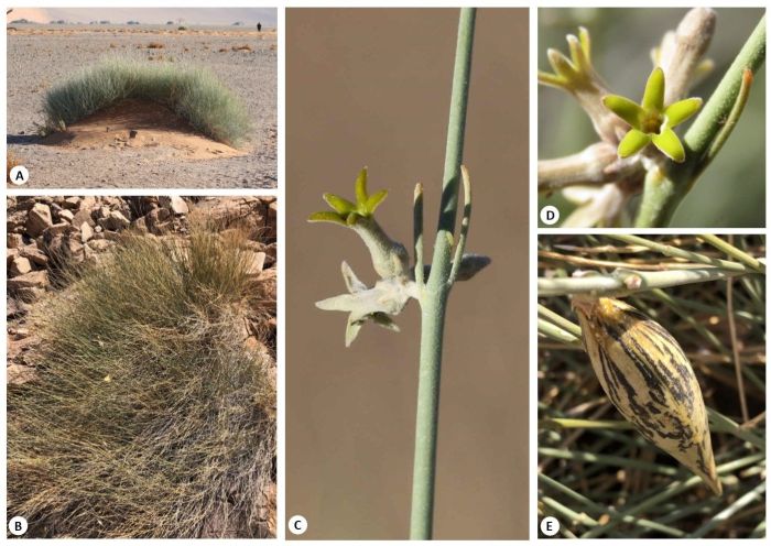 Orthanthera albida. A, habit, erect shrub; B, shrub in close-up; C, stem with inflorescence; D, flower; E, fruit a follicle. (Photos iNaturalist)