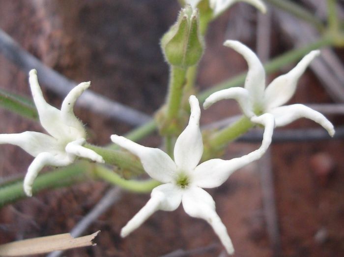 Orthanthera jasminiflora (Photo iNaturalist)