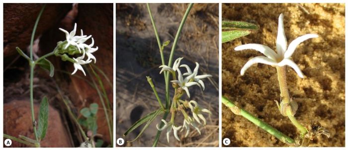 Orthanthera jasminiflora. A & B, umbellate inflorescence. C, flower. (Photos (A) Judd Kirkel, (B) Robert Taylor, (C) Tony Benn)